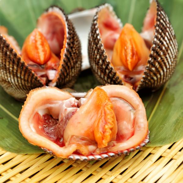 【日本一の輸入元】活赤貝　殻付き　３KG（10-12玉/kgサイズ）