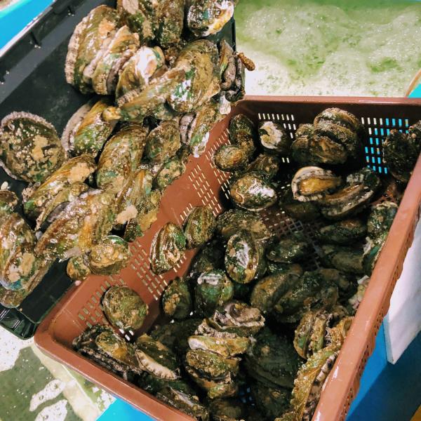 活〆アワビ　特殊冷凍　1枚80-90g　生食可　韓国　1P800g