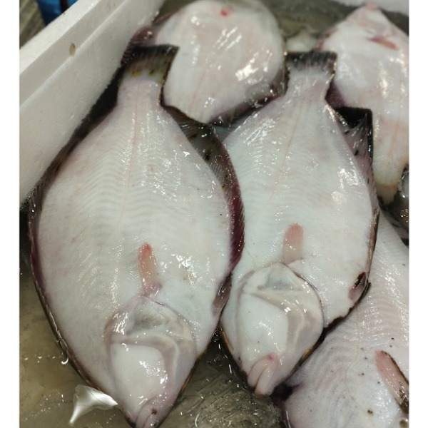 【旨味・みずみずしさ◎】活〆　天然マコガレイ　刺身・煮物に
