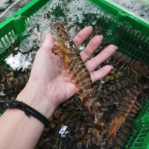 【甘み・鮮度◎】活け車海老　生食　お刺身　0.5kg〜