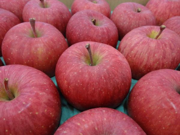 青森県産　りんご　サンふじ特撰36玉