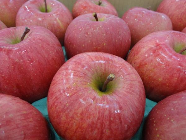 青森県産　りんご　サンふじ特36玉
