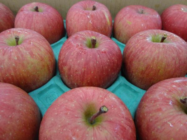 青森県産　りんご　サンふじ特A40玉
