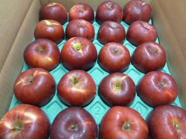 青森県産　りんご　紅玉　加工品