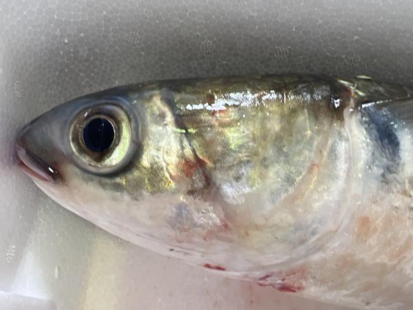 沖ボラ三枚おろし　加熱用