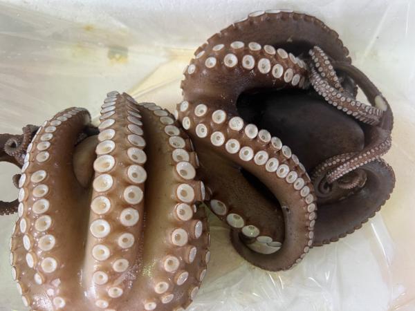 地物活マダコの浜茹