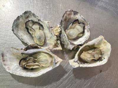 �y�����ʁz�J���t���J�L�@��