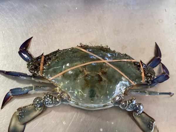 岡山県産　浜茹でワタリガニ（渡り蟹）