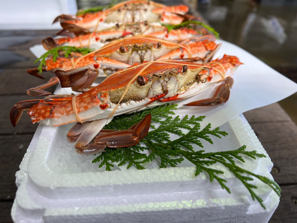 岡山県産　浜茹でワタリガニ（渡り蟹）大