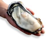 �X�܎ʐ^�E���S