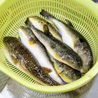 �X�܎ʐ^�E���S