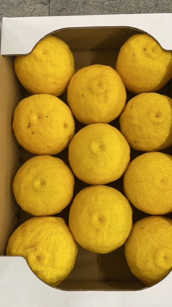 熊本産 ゆず(ゆず釜にも使用OK)11個入り(1.5kg〜2.0