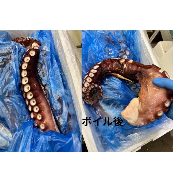 北海道羅臼産　生タコ足　未選別バルク　15kg入り　A0725