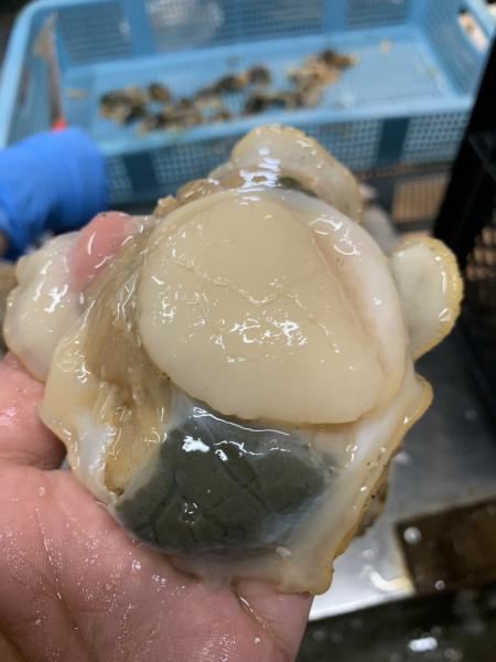 北海道産　巨大活ホタテ　10kg　1kg3〜4枚前後サイズ