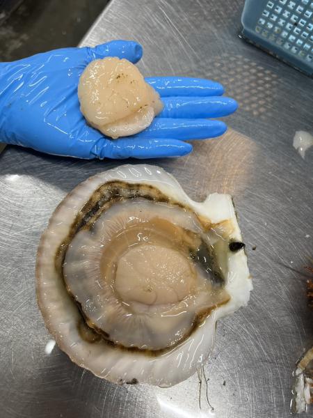 北海道産　巨大活ホタテ　10kg　1kg3〜4枚前後サイズ