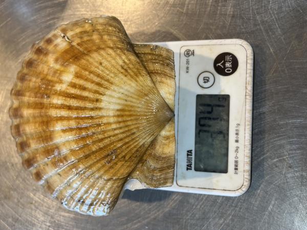 北海道産　巨大活ホタテ　10kg　1kg3〜4枚前後サイズ