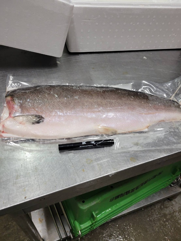 【新商品】【新商品】アトランサ−モントリムA　　A0823