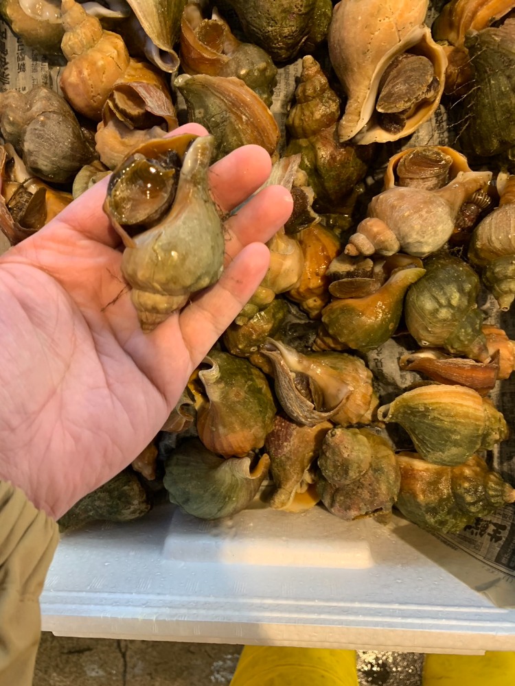 活青つぶ　C0154