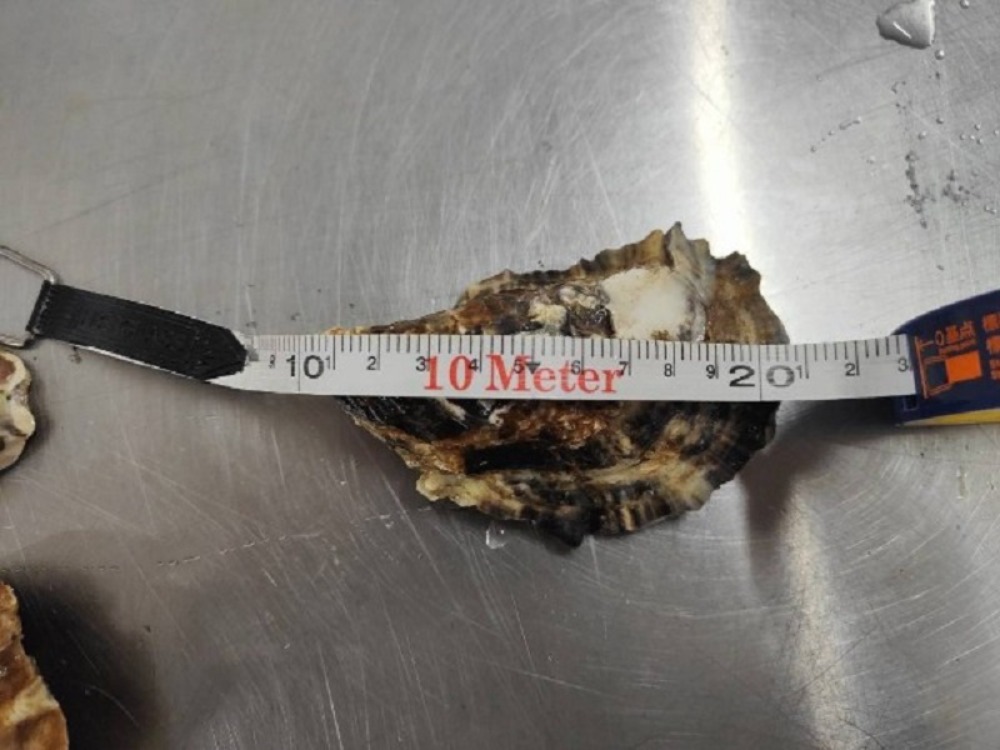 【冷蔵】北海道厚岸産　活牡蠣2L