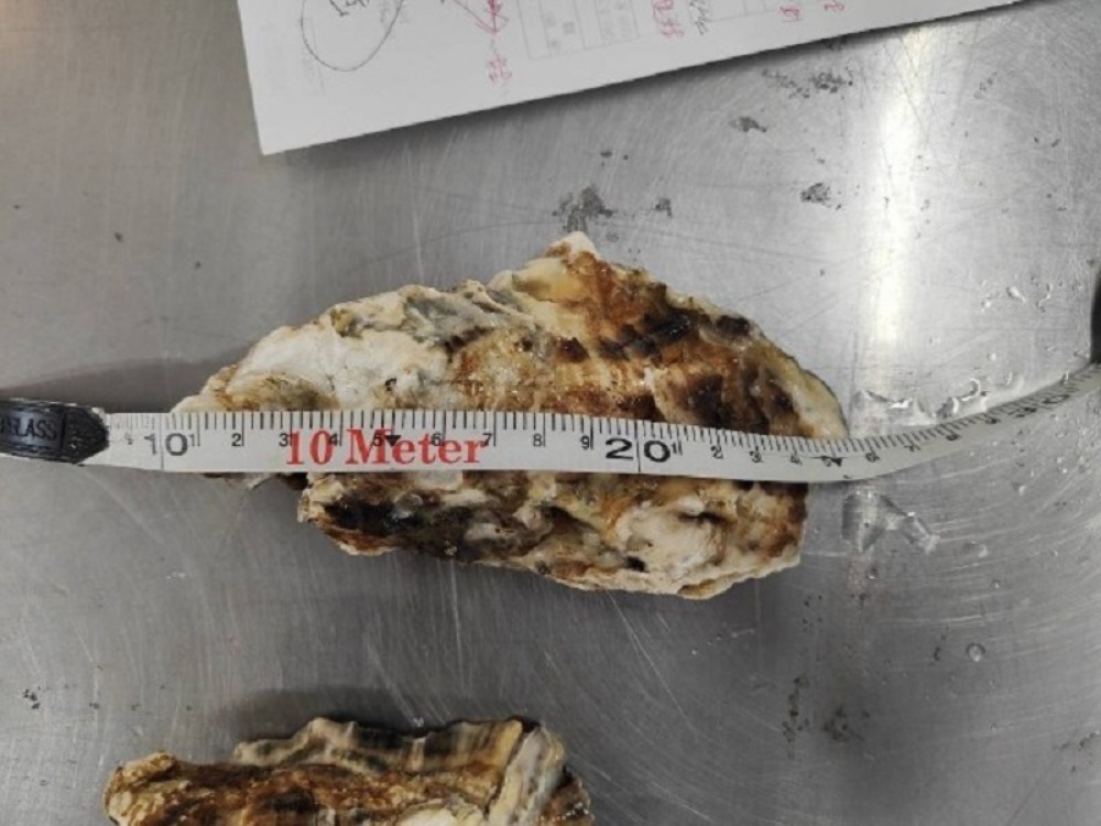 【冷蔵】北海道厚岸産　活牡蠣3L