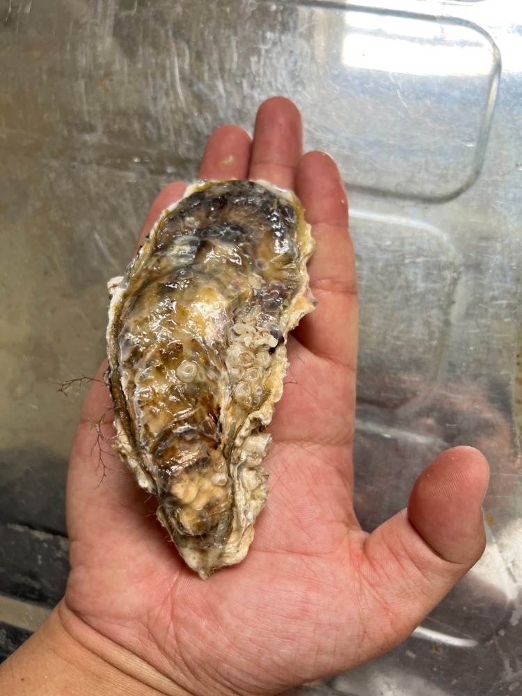 北海道産　牡蠣　殻付き　C0012