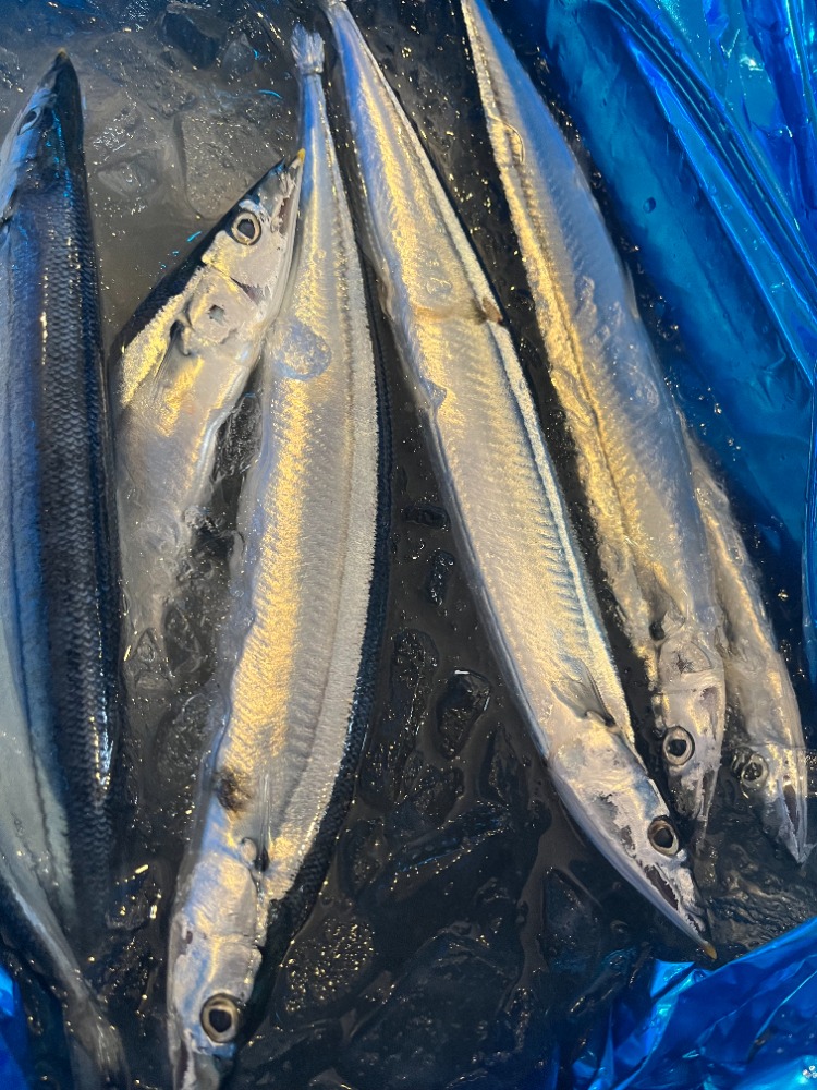 新物　冷凍秋刀魚4kg30-35尾前後（北海道産）B0835