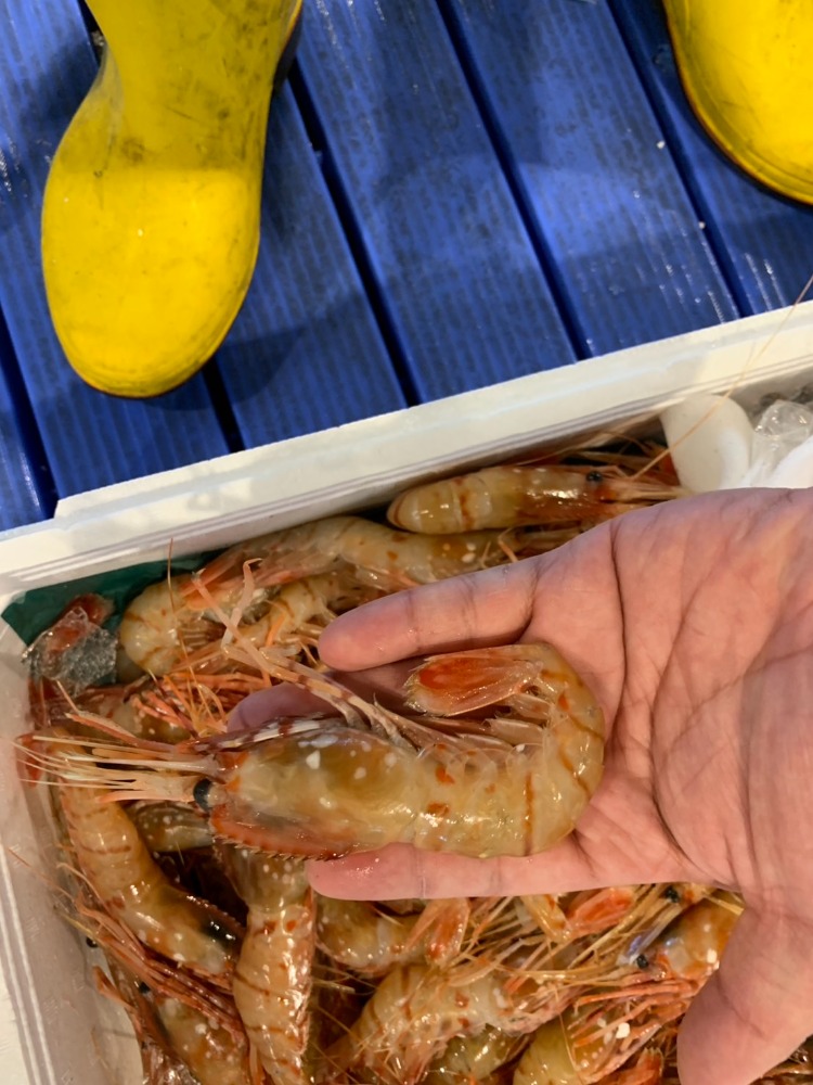 :生ボタンエビ大