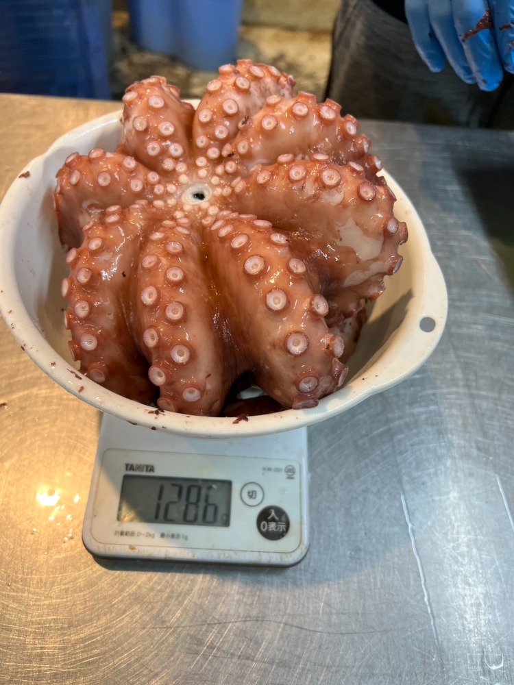 ボイル水タコ姿　内臓無　1杯3kg以下サイズ（A0805）