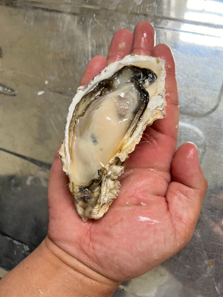 北海道産　牡蠣　殻付き　C0012