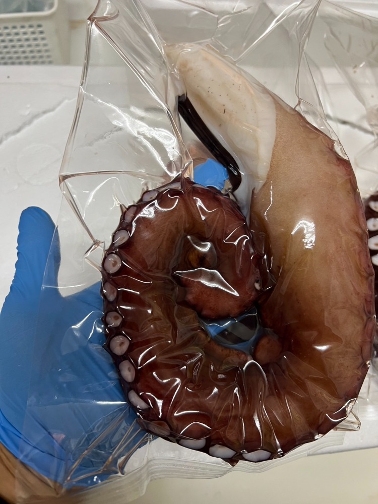 ブランチボイル　タコ足パック　B0831