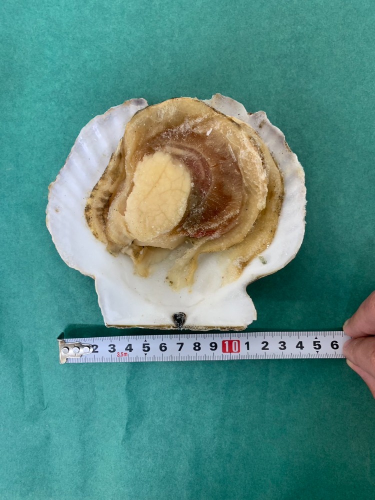 北海道産片貝ホタテ14-16cm　A0272