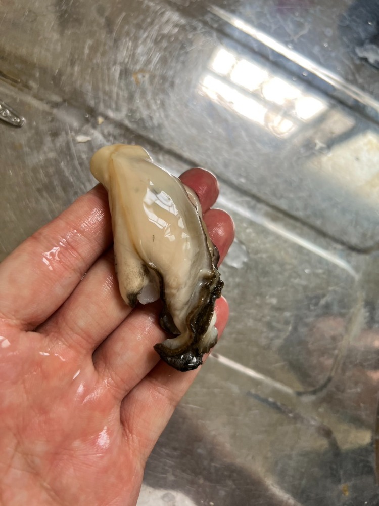 北海道産　牡蠣　殻付き　C0012