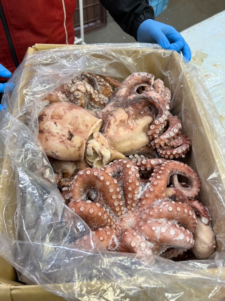 ボイル水タコ姿　内臓無　1杯3kg以下サイズ（A0805）