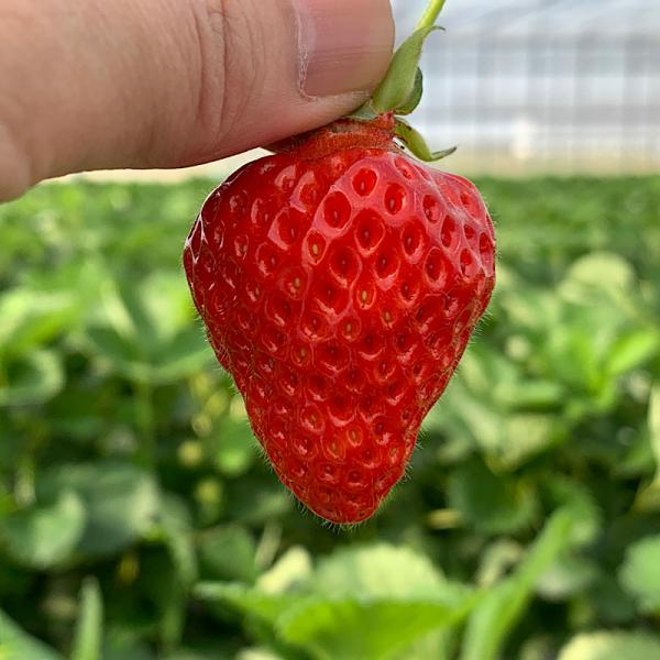 いちご　パウダー　１００ｇ　越後姫　新潟　イチゴ　無添加