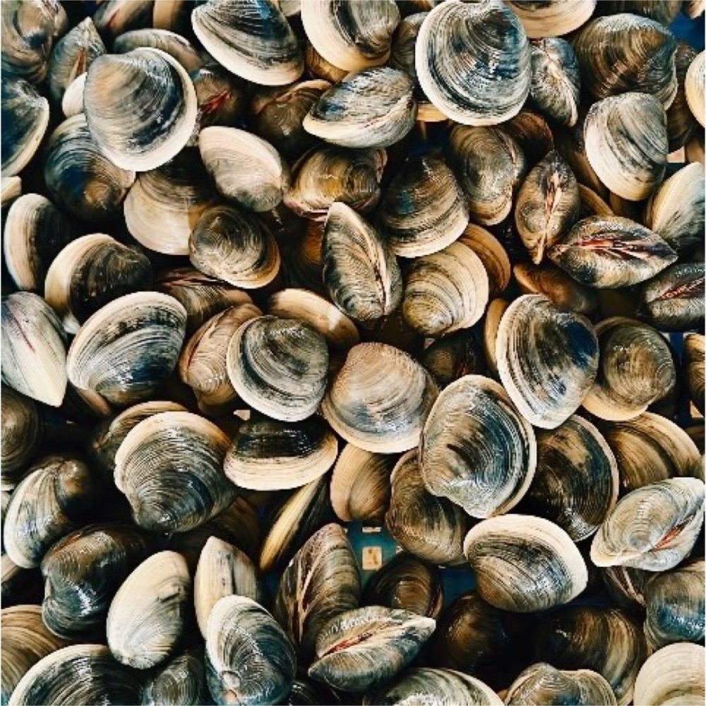 千葉県産　冷凍ホンビノス貝　Lサイズ(1個あたり180g以上)　15kg