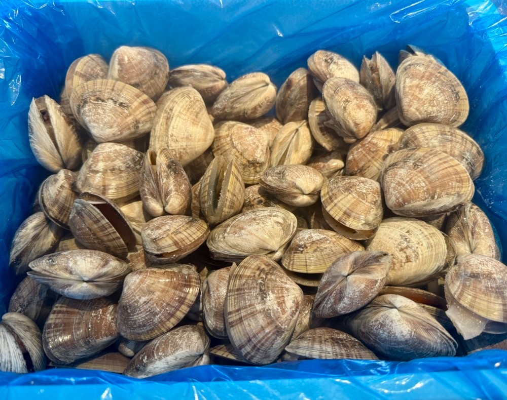 北海道産殻付き冷凍アオヤギ(バカガイ)