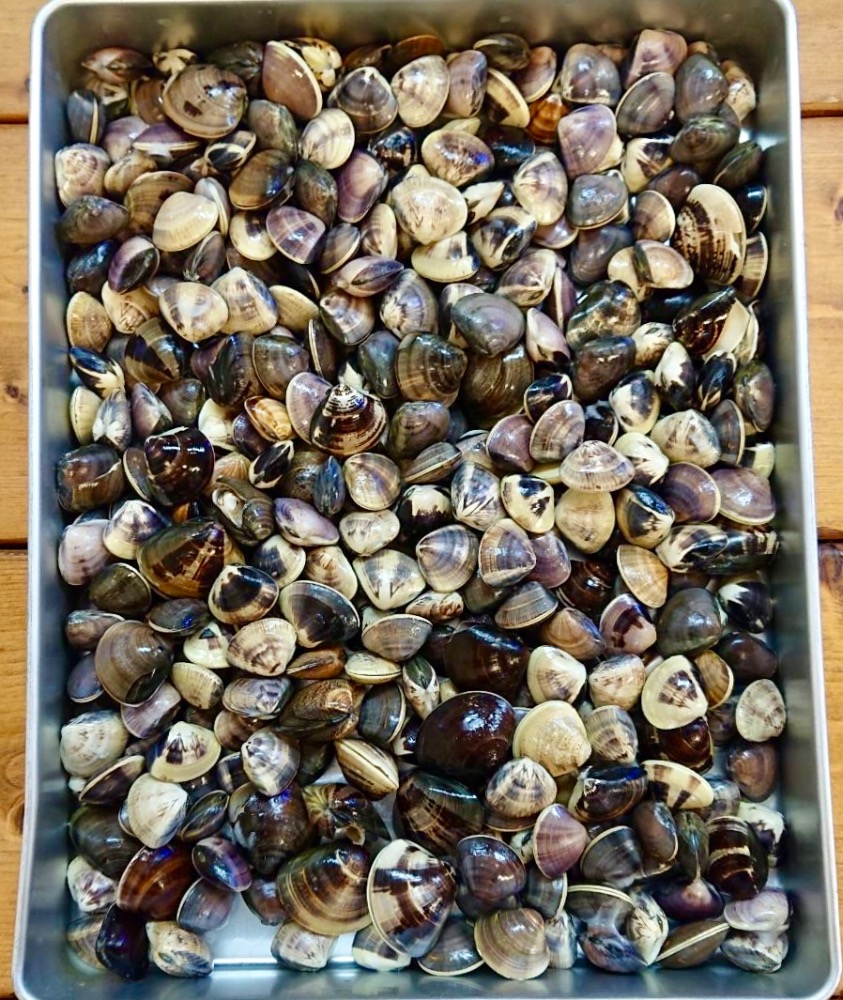 千葉県九十九里産　冷凍ハマグリ　Sサイズ割れ混ざり15kg