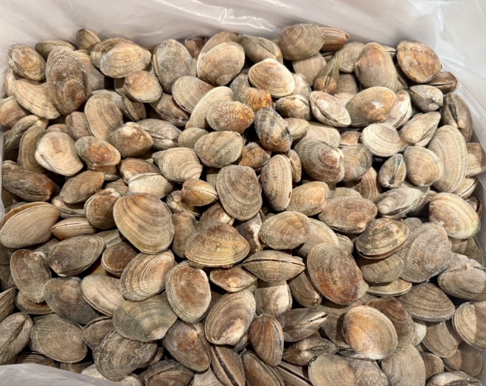 北海道産　殼付き冷凍あさり　15kg