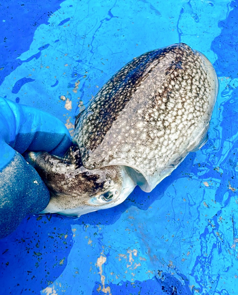 千葉県木更津産　冷凍シリヤケイカ(コウイカ)