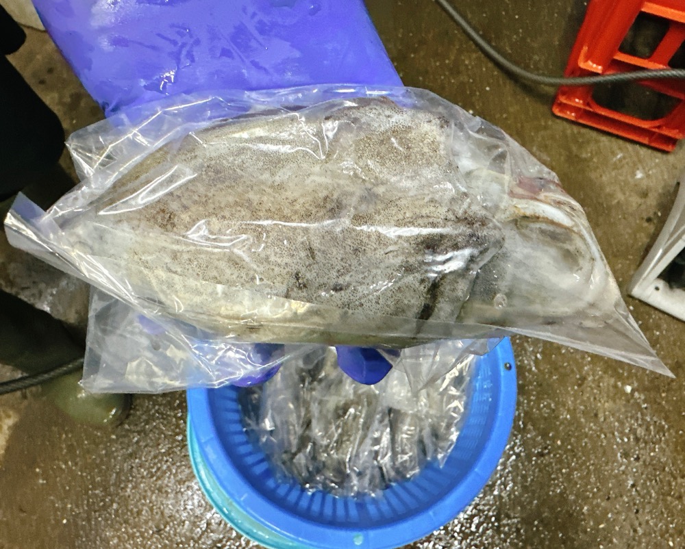 千葉県木更津産　冷凍シリヤケイカ(コウイカ)