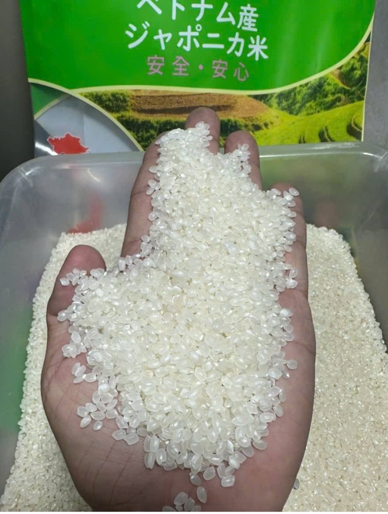 ベトナム産ジャポニカ米　25kg【5kg袋x5】