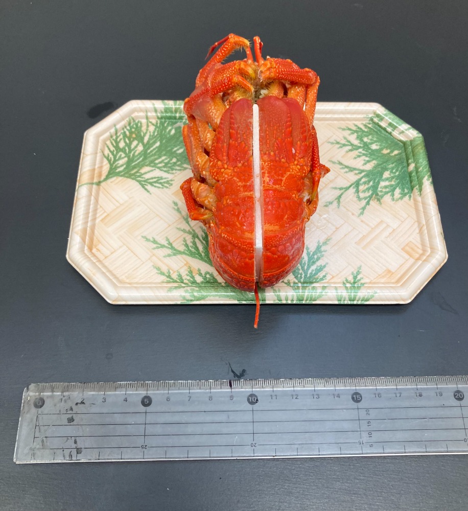 ☆期間限定商品☆　ボイルロブスターハーフカット1尾