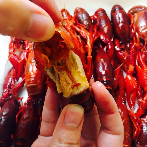 お試し　クレイフィッシュ　冷凍ザリガニ　ボイル　IQF凍結