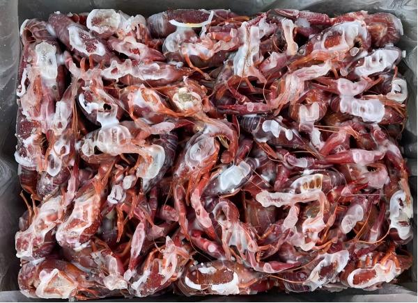 お試し　クレイフィッシュ　冷凍ザリガニ　ボイル　IQF凍結