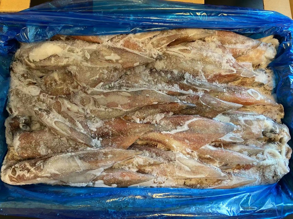 産地直送　天然ヤリイカ　大サイズ　急速冷凍