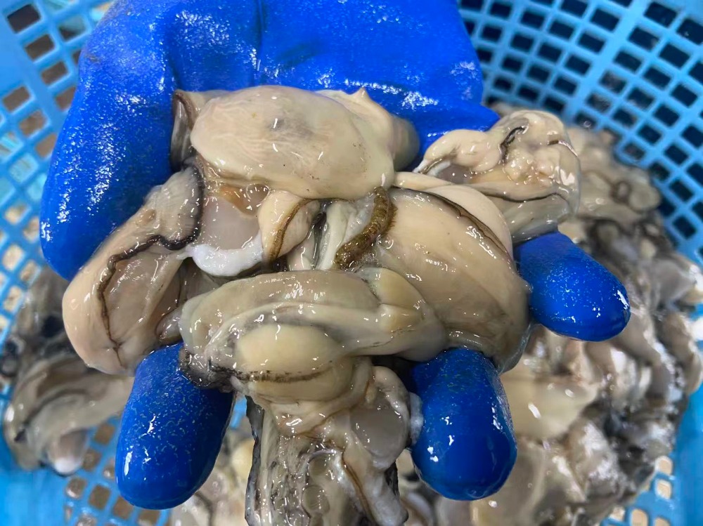国産　牡蠣むき身　無選別　原料　加工用