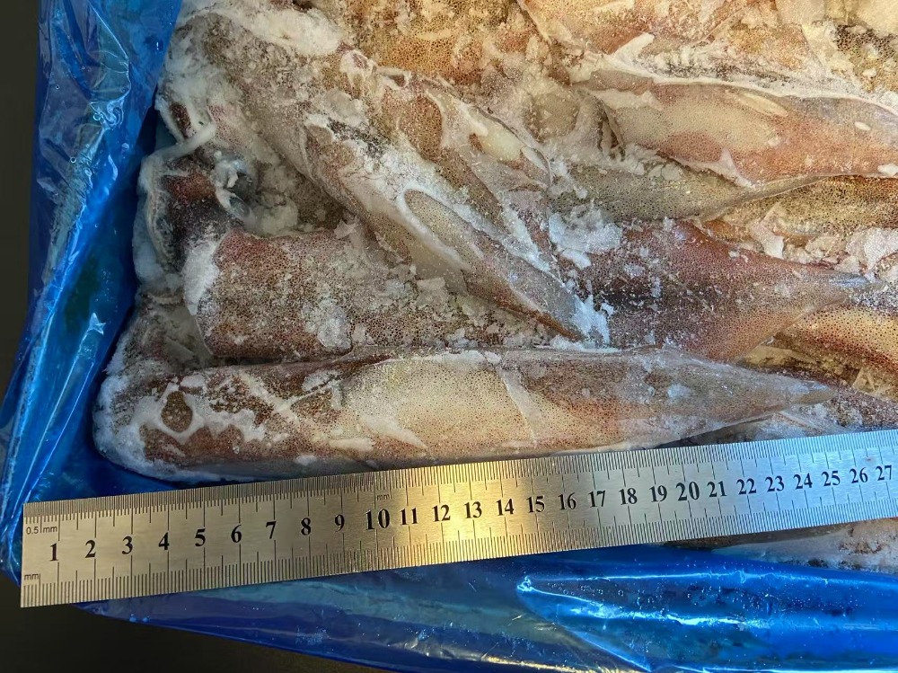 産地直送　天然ヤリイカ　大サイズ　急速冷凍