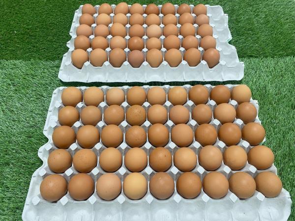 【当日出荷】100年以上の歴史　こだわり卵パイエッグM玉85個