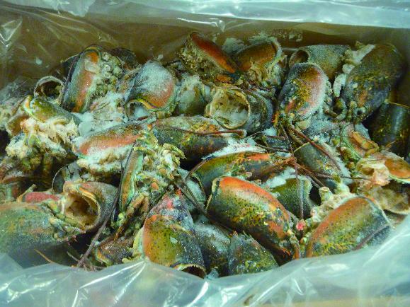 ☆生冷カナダ産オマールヘッドプレミアム　NS2075