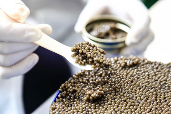 送料0円冷凍キャビアハイブリッド550g/カルーガxアムール2207